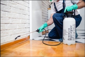 What to Expect During a Pest Control Inspection in Tampa? What to Expect During a Pest Control Inspection in Tampa?